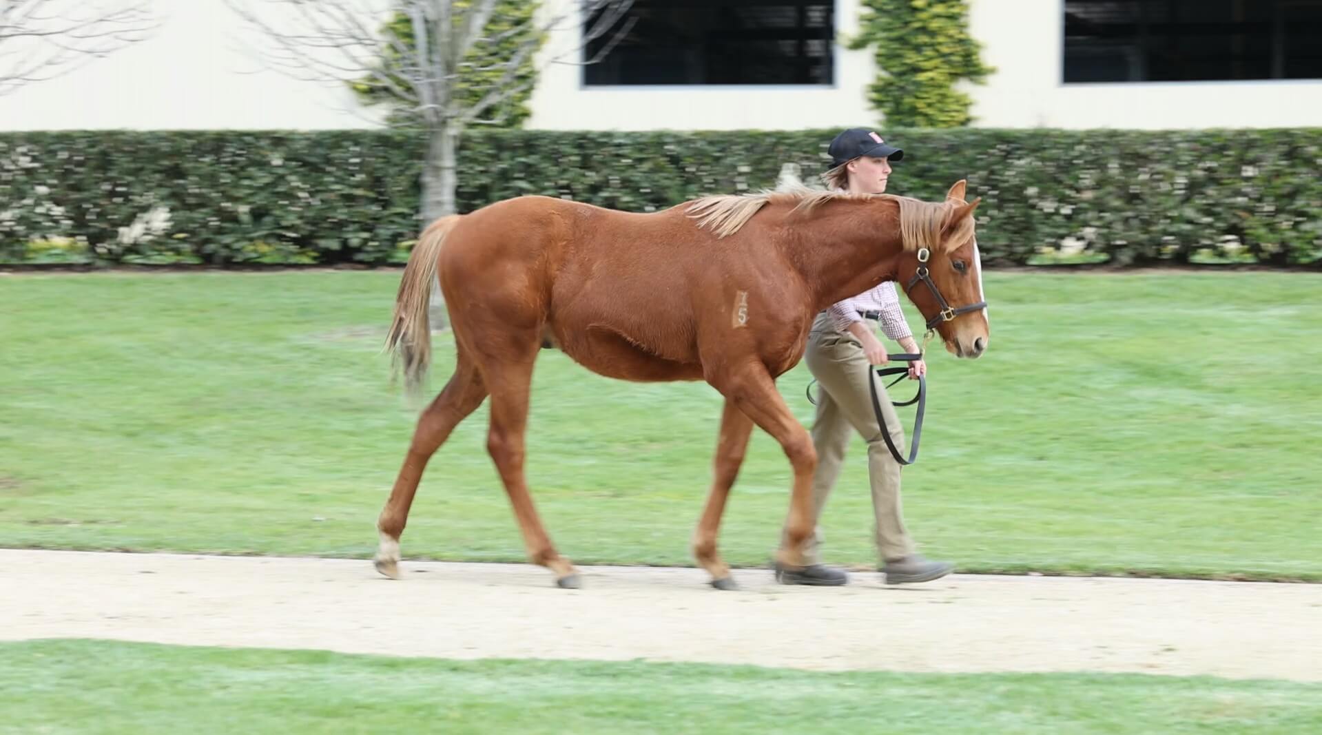 Extreme Choice x Queen of the Ball Weanling Video poster
